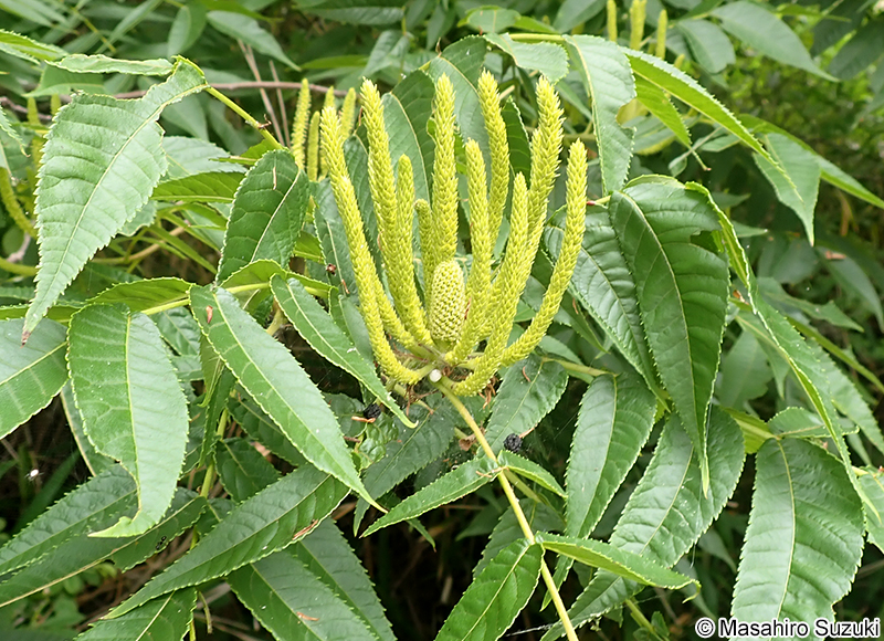 ノグルミ Platycarya strobilacea