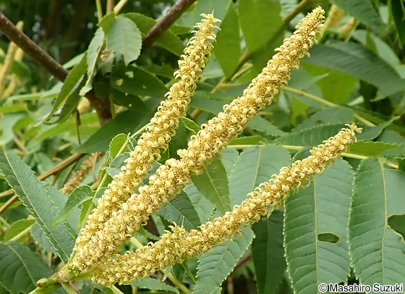 ノグルミ Platycarya strobilacea