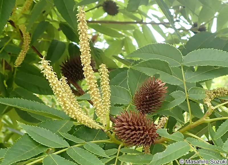 ノグルミ Platycarya strobilacea