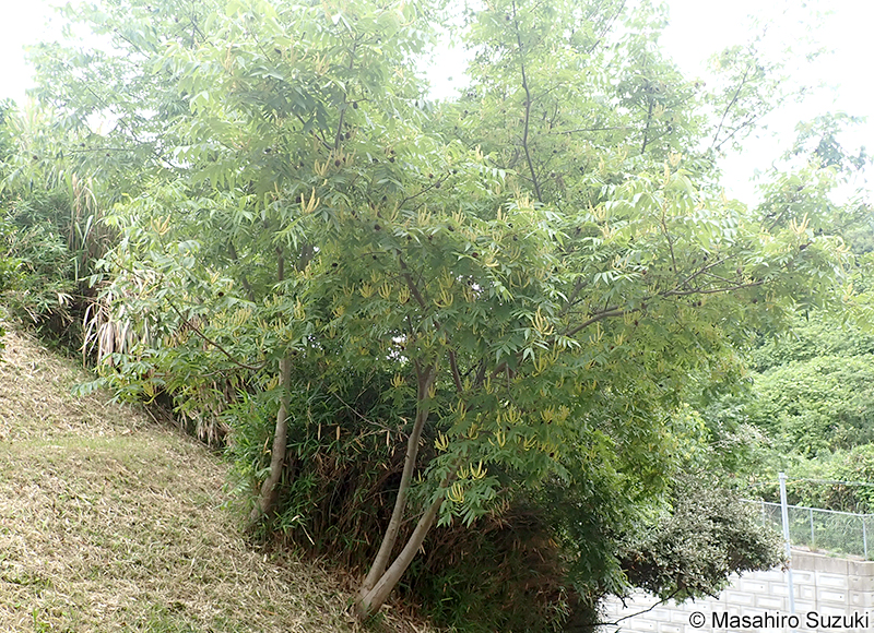 ノグルミ Platycarya strobilacea