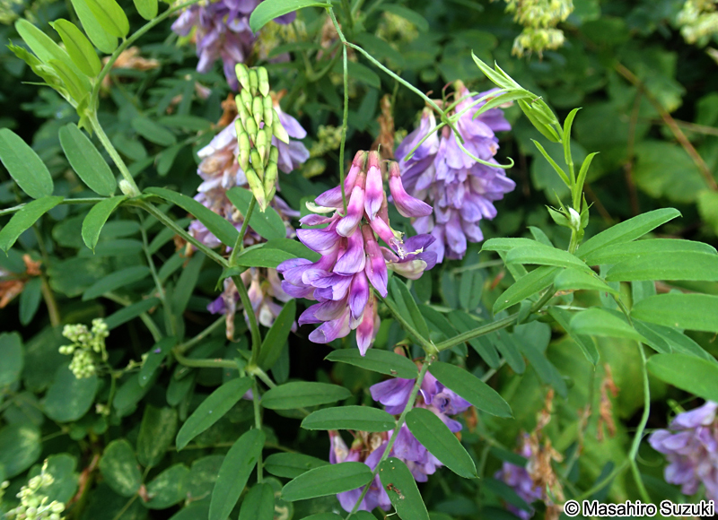 ノハラクサフジ Vicia amurensis