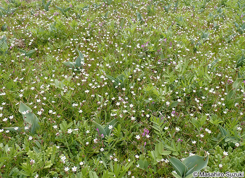 ノハラツメクサ Spergula arvensis var. arvensis