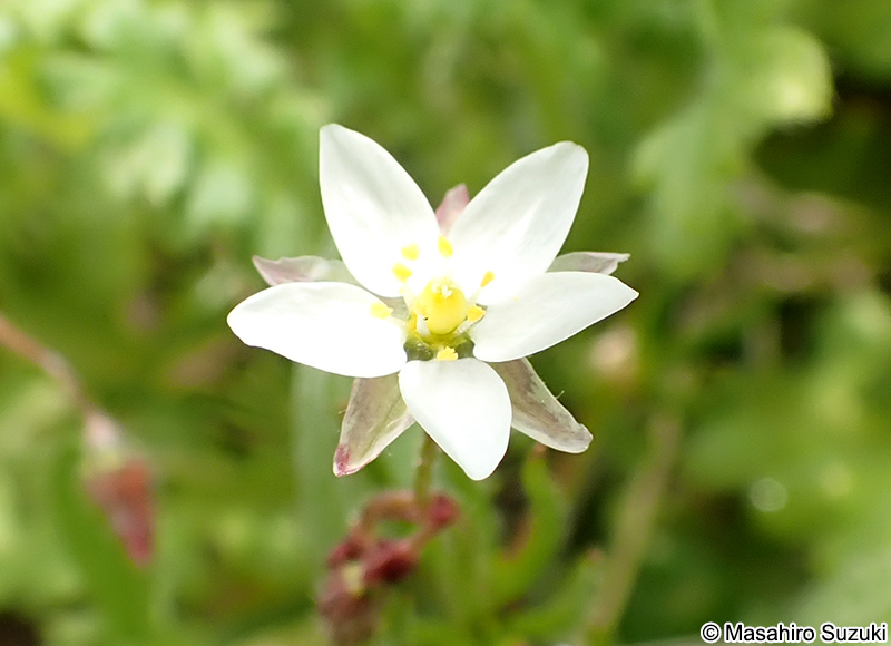 ノハラツメクサ Spergula arvensis var. arvensis