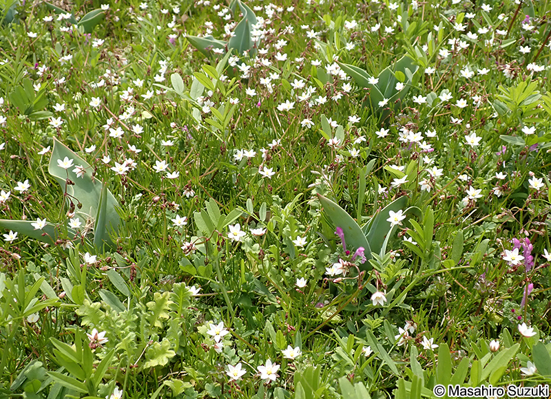 ノハラツメクサ Spergula arvensis var. arvensis