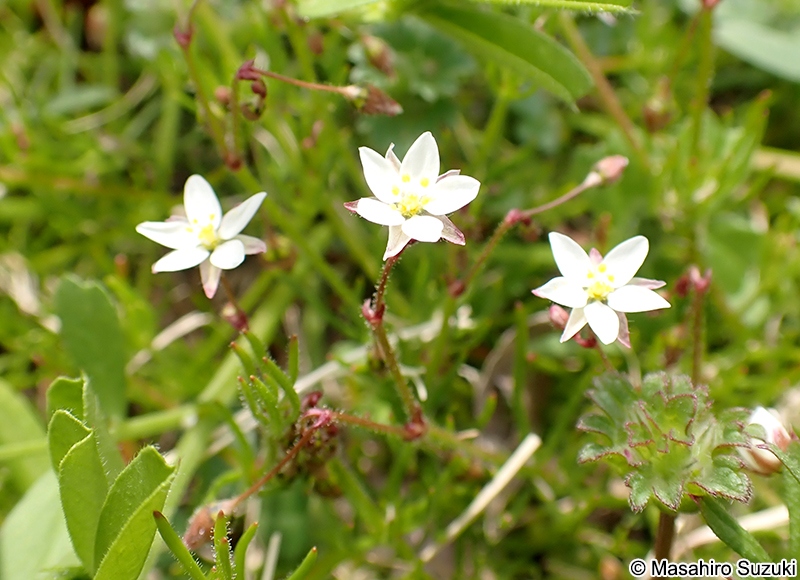 ノハラツメクサ Spergula arvensis var. arvensis