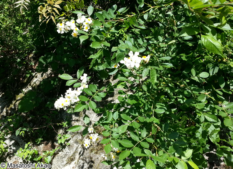 ノイバラ Rosa multiflora