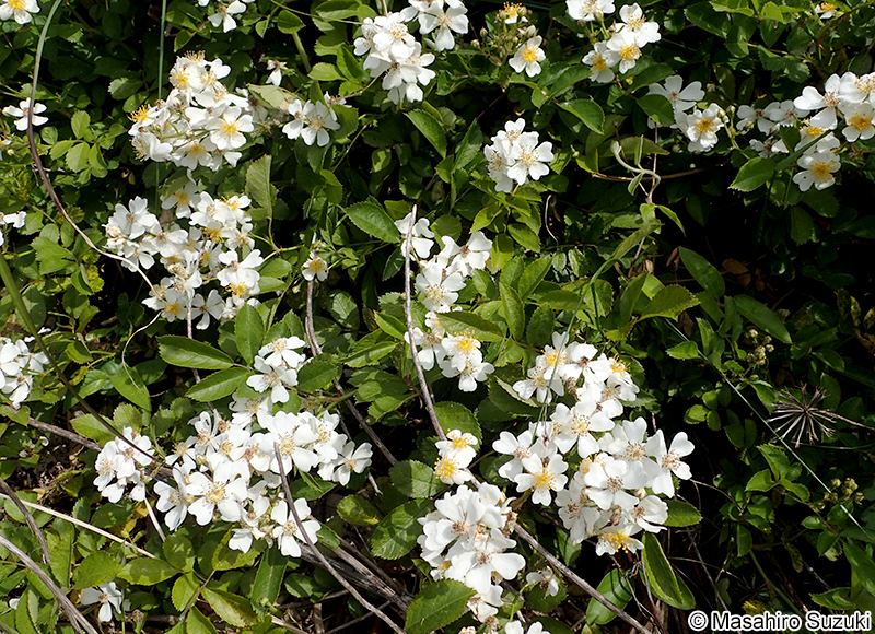 ノイバラ Rosa multiflora
