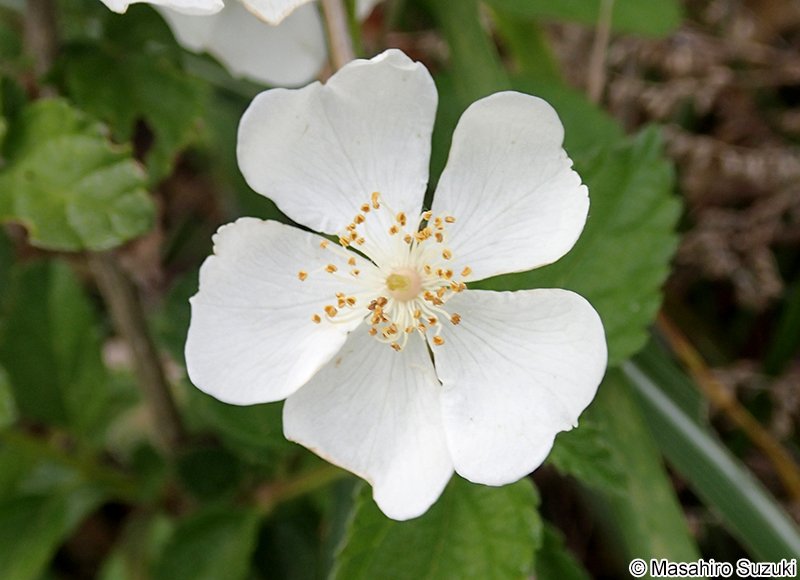 ノイバラ Rosa multiflora