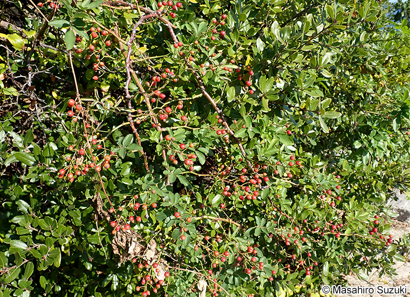 ノイバラ Rosa multiflora