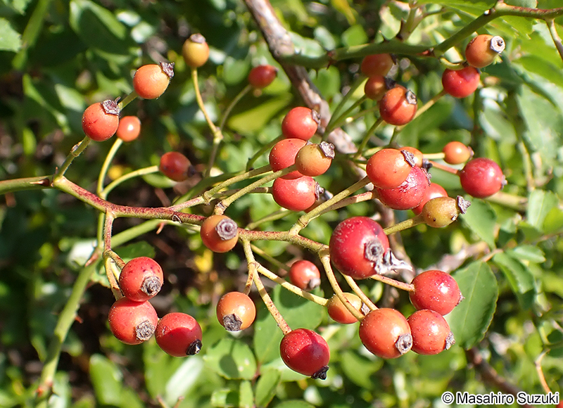 ノイバラの果実