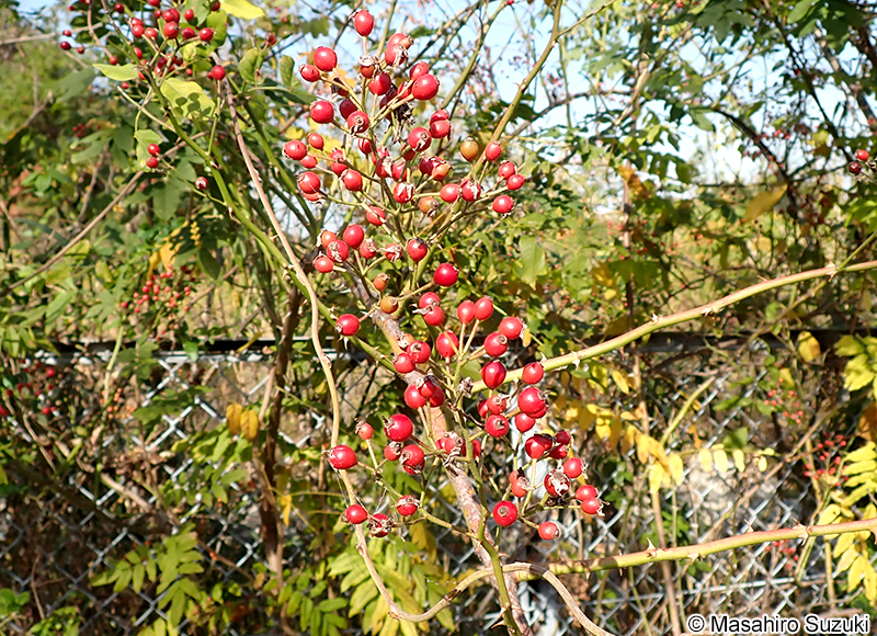 ノイバラの果実