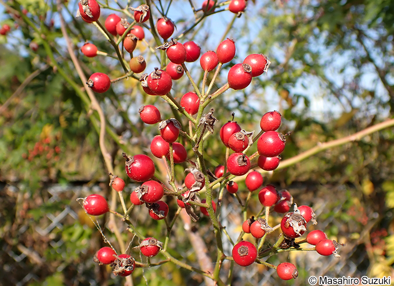 ノイバラの果実