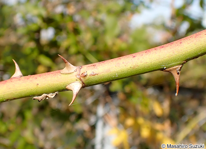 ノイバラの棘