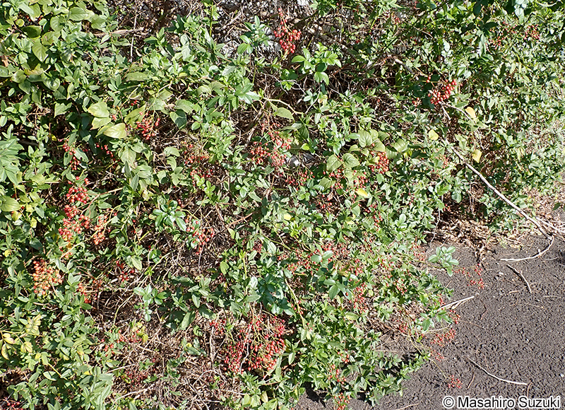 ノイバラ Rosa multiflora