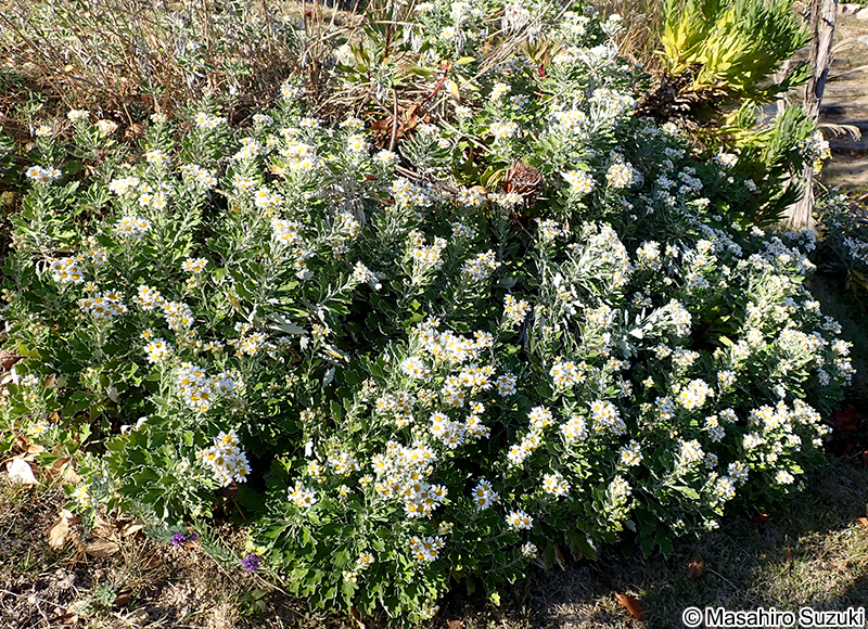 ノジギク Chrysanthemum japonense