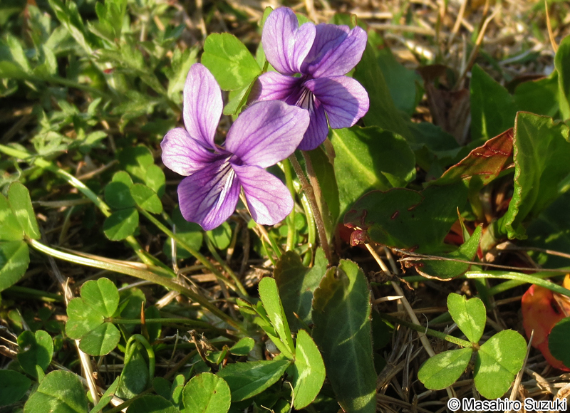 ノジスミレ Viola yedoensis