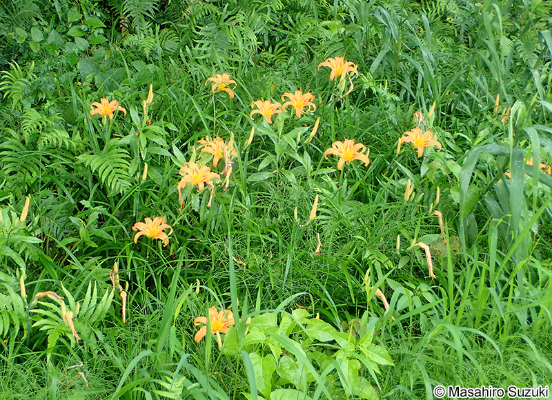 ノカンゾウ Hemerocallis fulva var. disticha