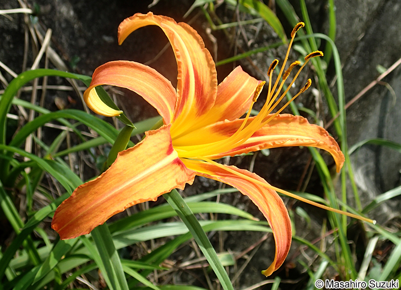 ノカンゾウ Hemerocallis fulva var. disticha