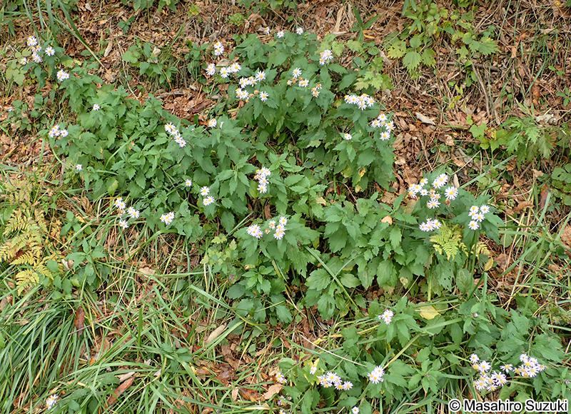 ノコンギク Aster microcephalus var. ovatus
