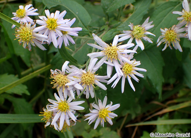 ノコンギク Aster microcephalus var. ovatus