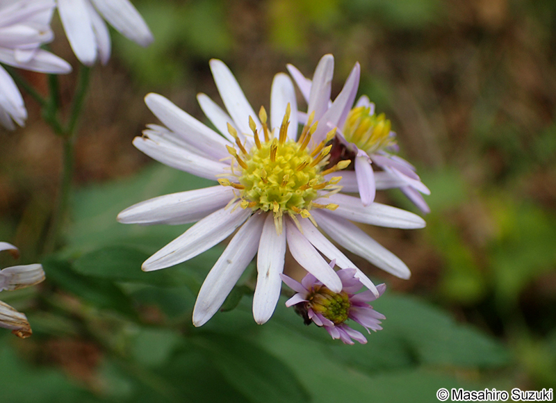 ノコンギク Aster microcephalus var. ovatus