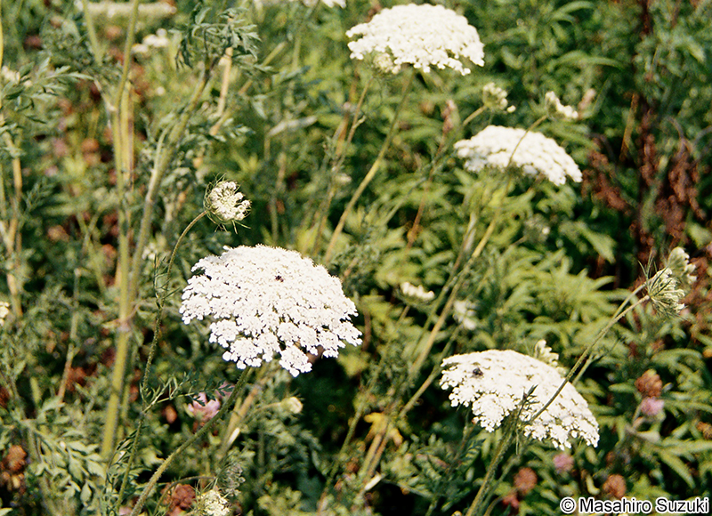 ノラニンジン Daucus carota