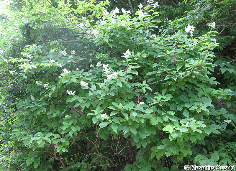 ノリウツギ Hydrangea paniculata