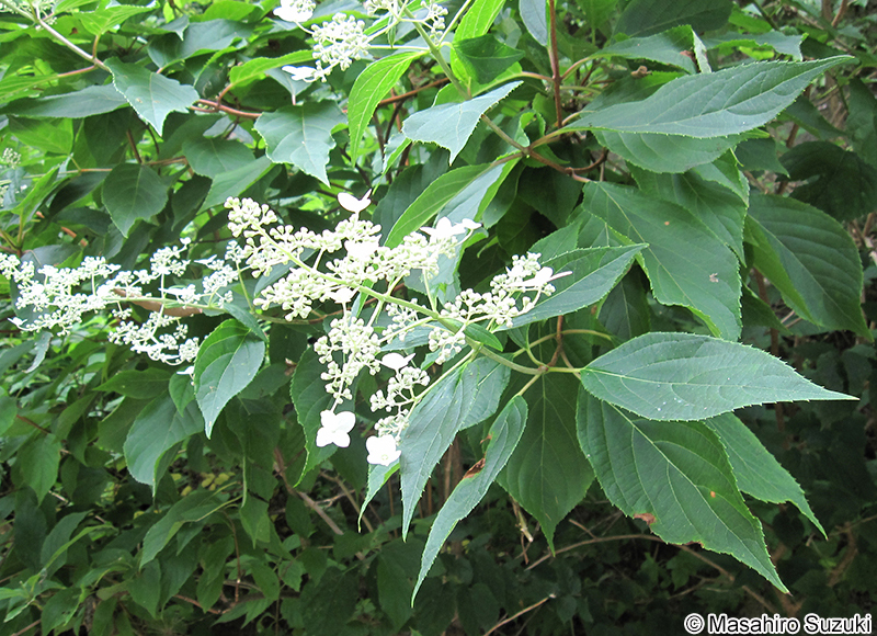 ノリウツギ Hydrangea paniculata