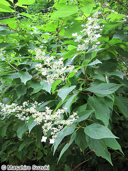ノリウツギ Hydrangea paniculata