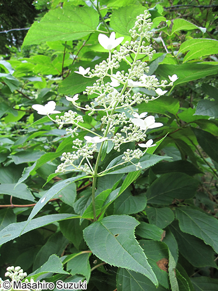 ノリウツギ Hydrangea paniculata