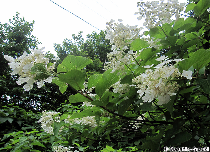 ノリウツギ Hydrangea paniculata