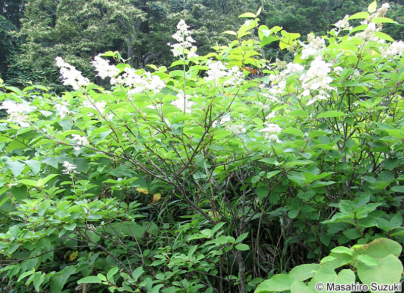 ノリウツギ Hydrangea paniculata