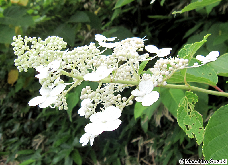 ノリウツギ Hydrangea paniculata
