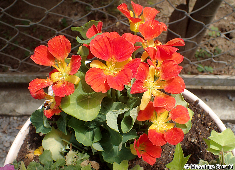 ノウゼンハレン（キンレンカ） Tropaeolum majus