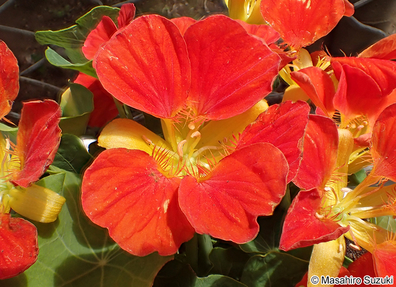 ノウゼンハレン（キンレンカ） Tropaeolum majus