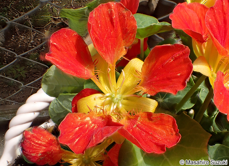 ノウゼンハレン（キンレンカ） Tropaeolum majus