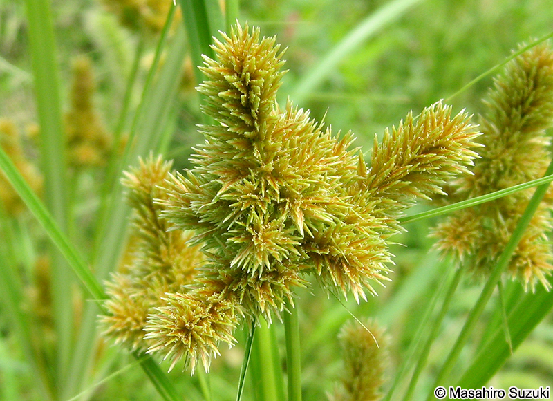 ヌマガヤツリ Cyperus glomeratus