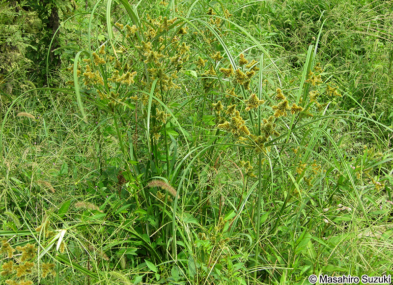 ヌマガヤツリ Cyperus glomeratus