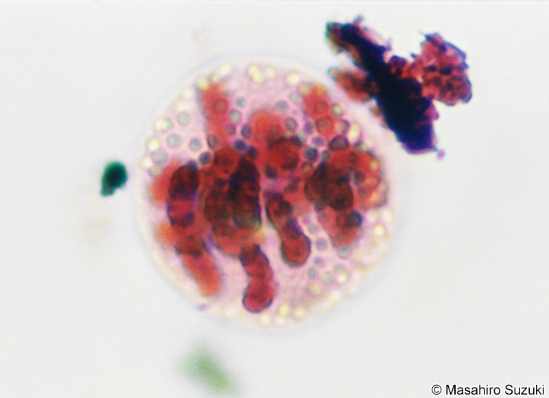 ヌマムラサキツユクサの花粉の減数分裂