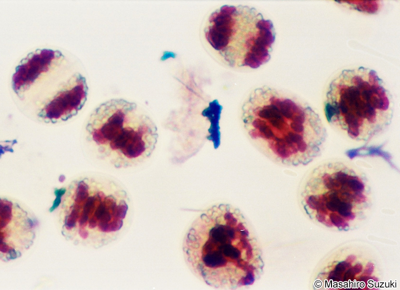 ヌマムラサキツユクサの花粉の減数分裂の観察