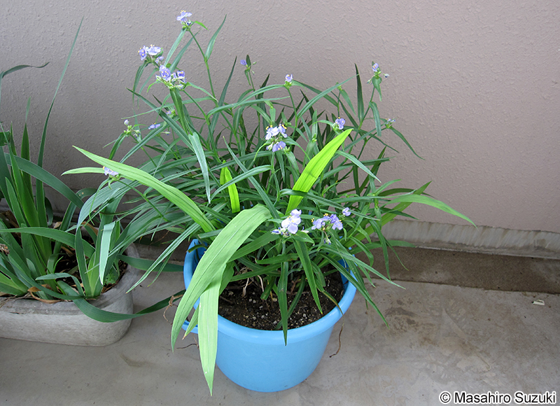 ヌマムラサキツユクサ Tradescantia paludosa