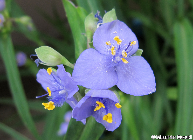 ヌマムラサキツユクサ Tradescantia paludosa