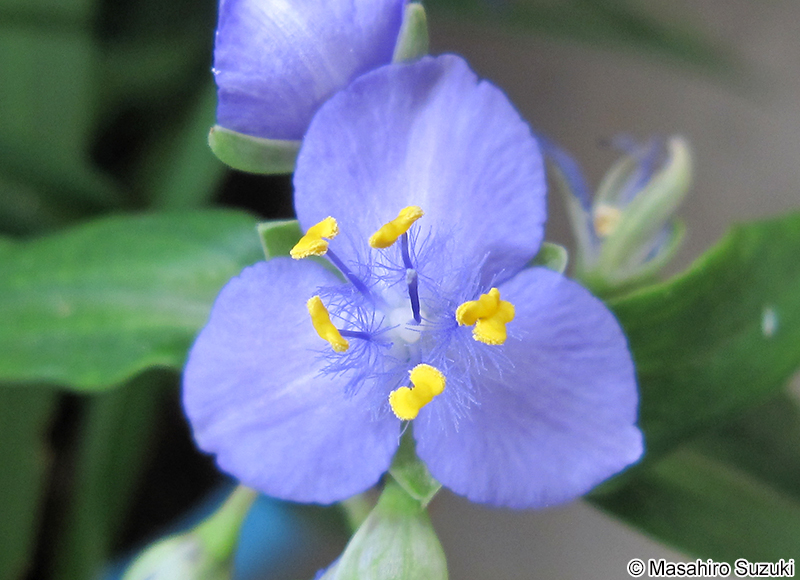 ヌマムラサキツユクサ Tradescantia paludosa