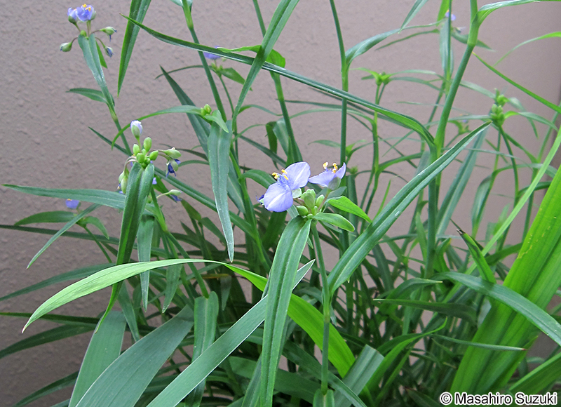 ヌマムラサキツユクサ Tradescantia paludosa