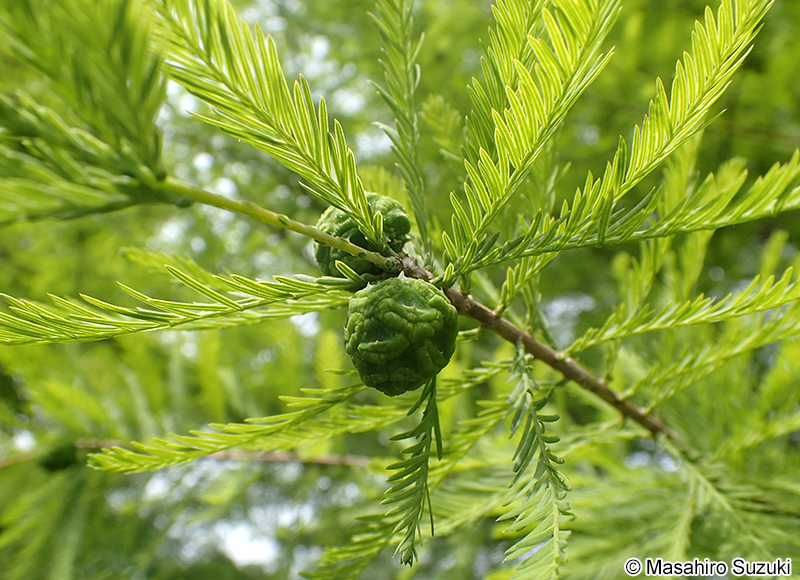 ヌマスギ（ラクウショウ） Taxodium distichum
