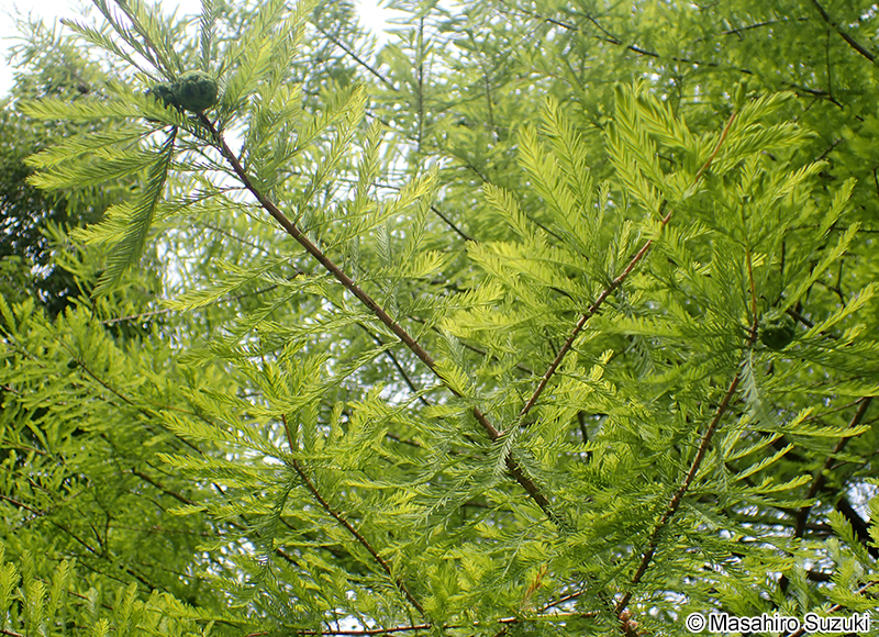 ヌマスギ（ラクウショウ） Taxodium distichum