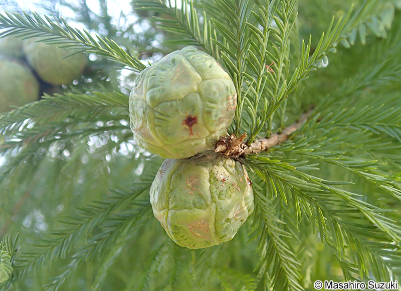 ヌマスギ（ラクウショウ） Taxodium distichum