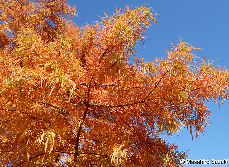 ヌマスギ（ラクウショウ） Taxodium distichum