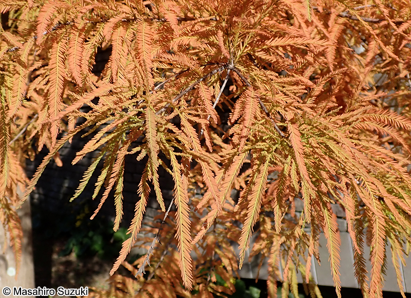 ヌマスギ（ラクウショウ） Taxodium distichum