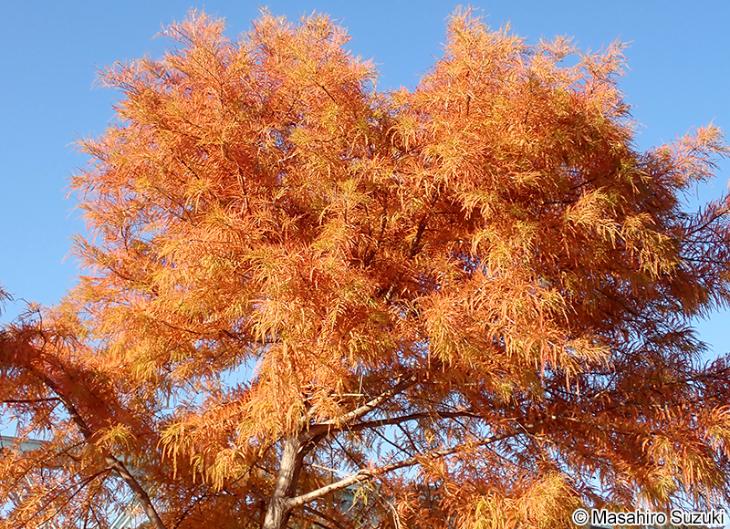 ヌマスギ（ラクウショウ） Taxodium distichum